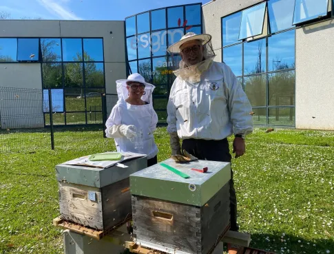  Des abeilles sur le campus : Pigier Mulhouse mise sur la biodiversité