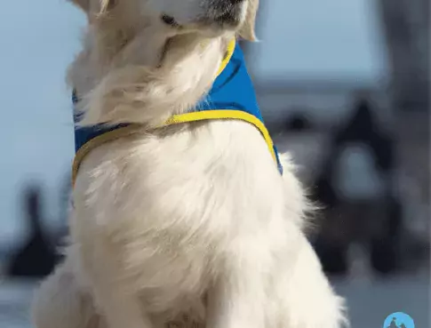 Challenge Handi'Chiens : retour sur la Finale Nationale !