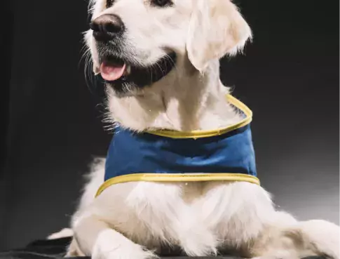 Pigier Performance x HANDI'CHIENS
